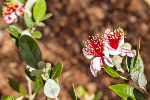 Flores Arbusto Guayaba Piña Aisladas Sobre Fondo Marrón — Foto de Stock