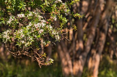 Yeni Zelanda manuka ağaç arka plan bulanık ile çiçek