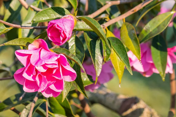 ピンクの椿の低木の花と蕾 — ストック写真