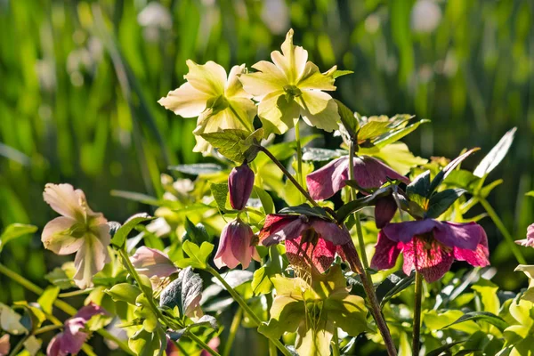 Racimo Plantas Hellebore Amarillo Púrpura Retroiluminadas Flor — Foto de Stock