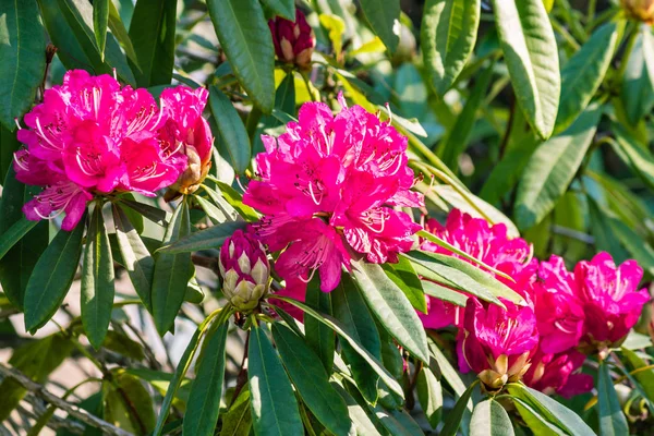 満開のシャクナゲ ピンク系花 — ストック写真
