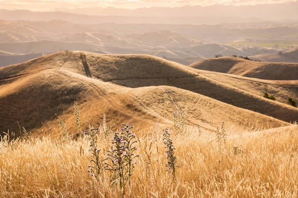 Puesta Sol Sobre Colinas Onduladas Región Marlborough Isla Del Sur —  Fotos de Stock