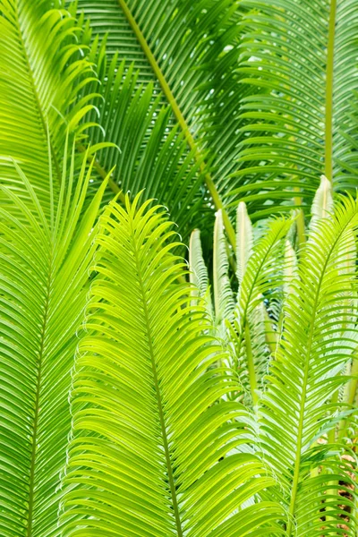 バックライト熱帯のヤシの木の葉のクローズ アップ — ストック写真
