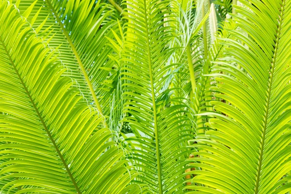 Detalj Ljusa Gröna Tropiska Palm Tree Löv — Stockfoto