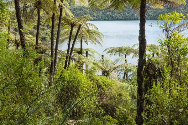 Fougères Arborescentes Noires Poussant Forêt Tropicale Près Rotorua Nouvelle Zélande — Photo