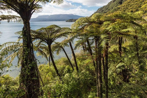 Tropický Deštný Prales Černým Stromové Kapradiny Jezera Tarawera Nový Zéland — Stock fotografie