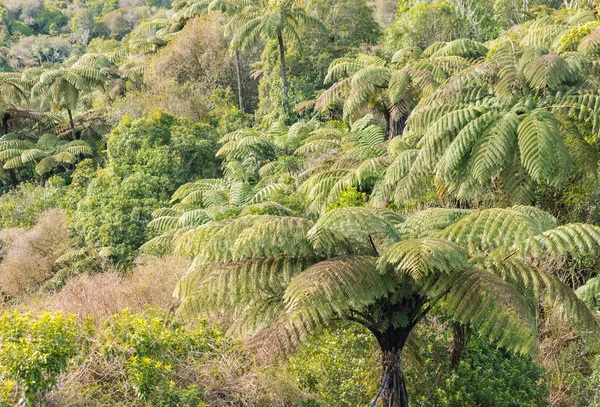 Vue Aérienne Forêt Tropicale Néo Zélandaise Avec Fougères Arborescentes Noires — Photo