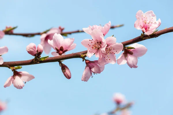 Closeup Peach Tree Flowers Bloom Blue Sky Copy Space — Stok Foto