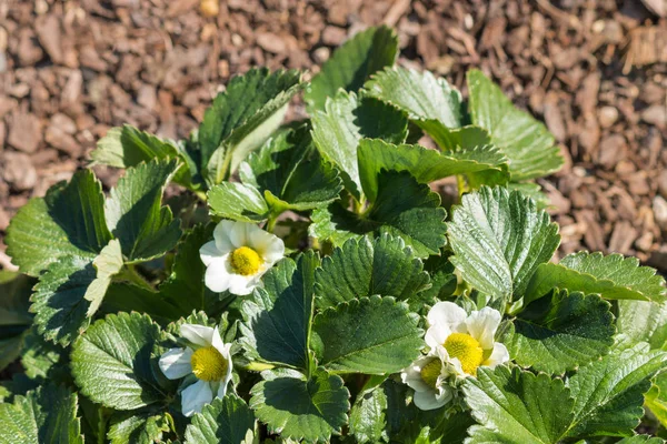 Close Van Aardbei Tuinplant Met Bloemen Kopie Ruimte — Stockfoto