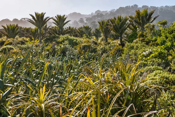 Forêt Tropicale Humide Avec Palmiers Nikau Sur Côte Ouest Île — Photo