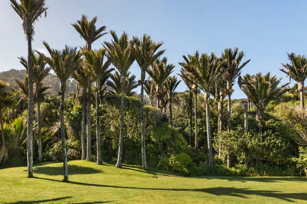 Rhopalostylis Sapida Palmbos Bomen Westkust Van Nieuw Zeeland — Stockfoto