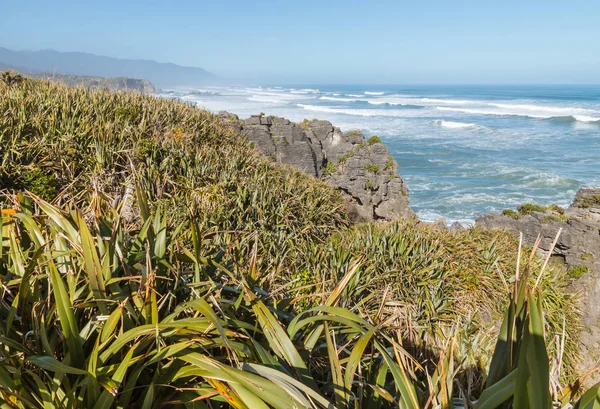 Neuseeland Flachs Wächst Der Küste Der Nähe Von Punakaiki Westküste — Stockfoto