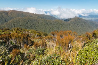 ılıman yağmur ormanları içinde Paparoa Milli Parkı, West Coast, South Island, Yeni Zelanda
