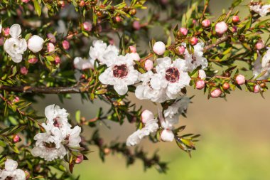 tatlı beyaz manuka ağaç çiçek çiçek yağmur damlaları ve kopya alanı ile