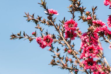 pembe manuka çiçek çiçek mavi gökyüzü karşı