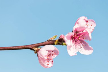 Pembe Şeftali ağacı çiçek kopya alanı ile mavi gökyüzü karşı closeup
