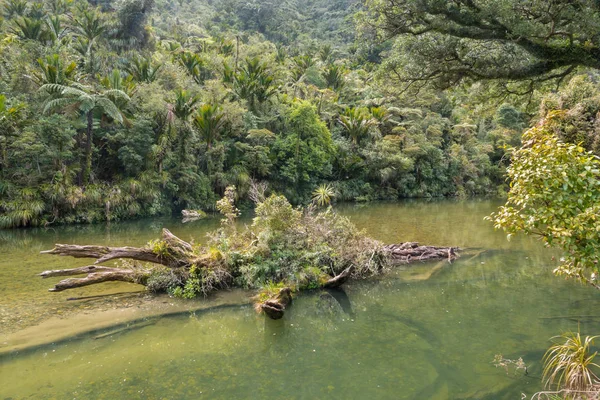 Rivière Porarari Dans Parc National Paparoa Côte Ouest Île Sud — Photo