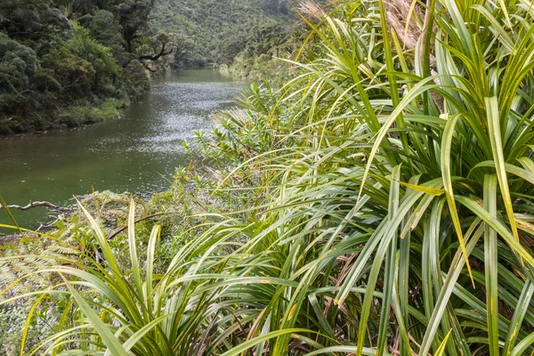 Rivière Porarari Côte Ouest Île Sud Nouvelle Zélande — Photo