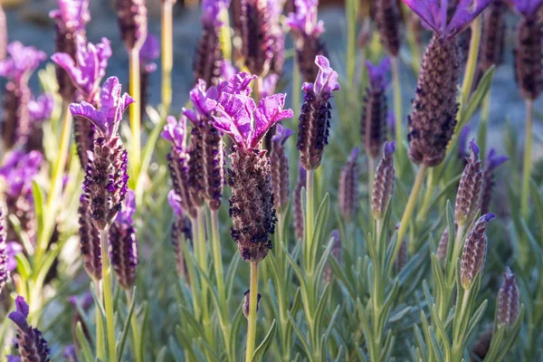 Γκρο Πλαν Γαλλικά Λεβάντα Levandula Stoechas Λουλούδια Στην Άνθιση — Φωτογραφία Αρχείου