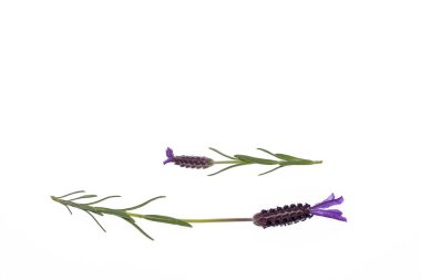 Kopya alanı ile beyaz arka plan üzerinde izole Fransız lavanta çiçekleri