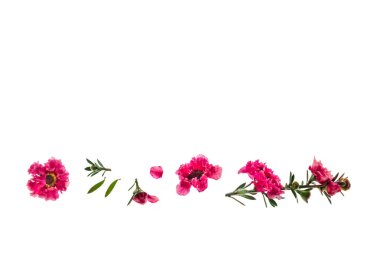 kopya alanı ile beyaz arka plan üzerinde izole pembe manuka ağaç çiçek