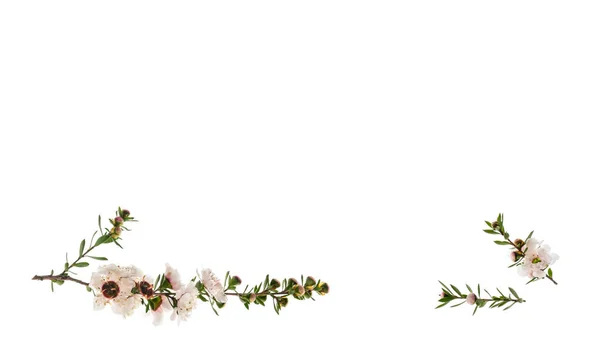 closeup izole kopya alanı yukarıdaki beyaz zemin üzerine beyaz manuka ağaç çiçek