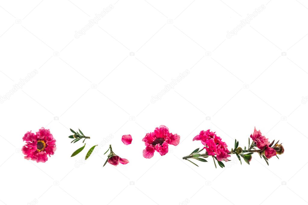 pink manuka tree flowers isolated on white background with copy space