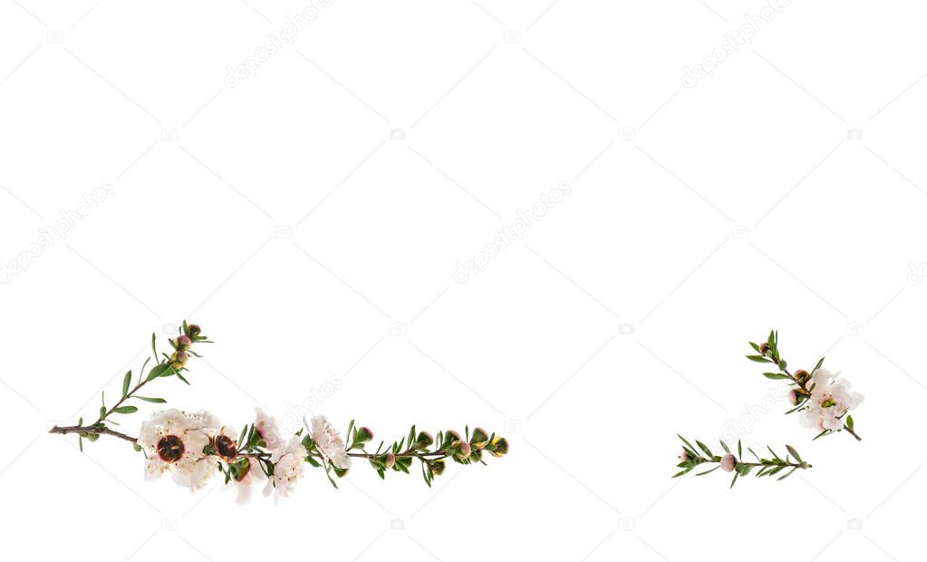 closeup of white manuka tree flowers isolated on white background with copy space above