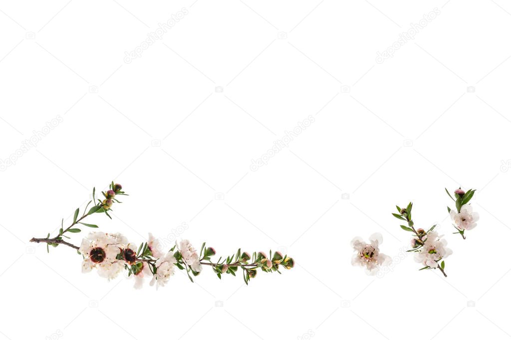 isolated manuka flowers on white background with copy space