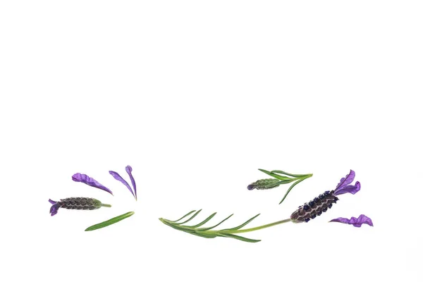 Francia Levendula Virágok Levelek Fehér Háttér Másolás Tárolótér — Stock Fotó