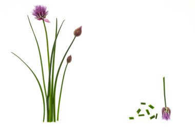 frenk soğanı kopya alanı içinde ortadaki beyaz zemin üzerine