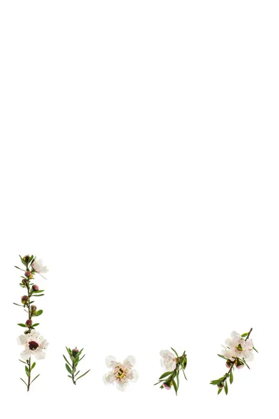 Manuka Δέντρο Λουλούδια Που Απομονώνονται Λευκό Φόντο Αντίγραφο Χώρο Από — Φωτογραφία Αρχείου