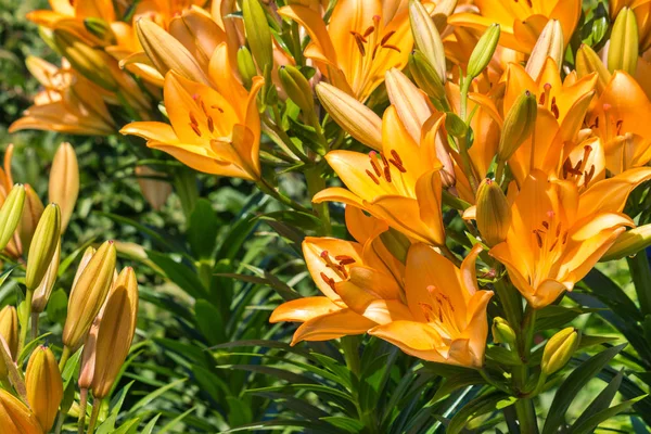 Primer Plano Flores Brotes Lirio Naranja Brillante — Foto de Stock