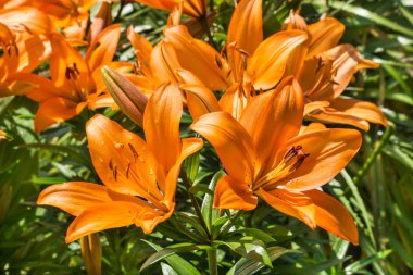 turuncu lilyum çiçek closeup