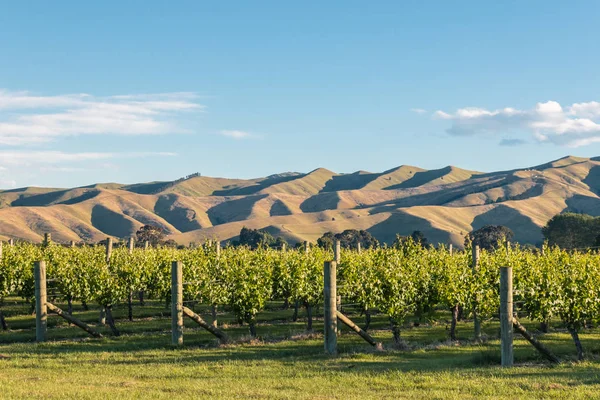 arka plan, mavi gökyüzü ve kopya uzayda yukarıdaki tepeler haddeleme ile bağ üzerinden günbatımı