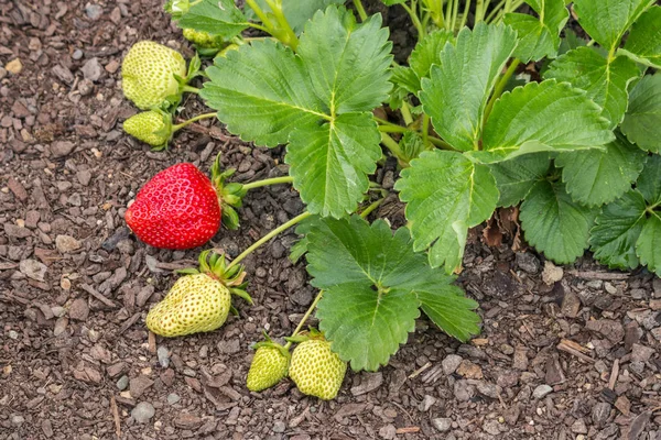 strawberry plant with ripe and unripe strawberries and copy space on left