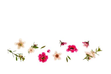 Üzerinde kopya alanı olan izole pembe ve beyaz manuka ağacı çiçekleri