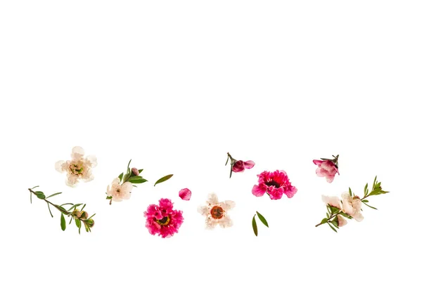 Izolované Růžové Bílé Manuka Strom Květiny Kopií Prostoru Nad — Stock fotografie