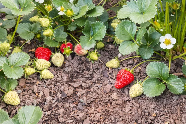 closeup of strawberry plants with ripe strawberries growing in organic garden