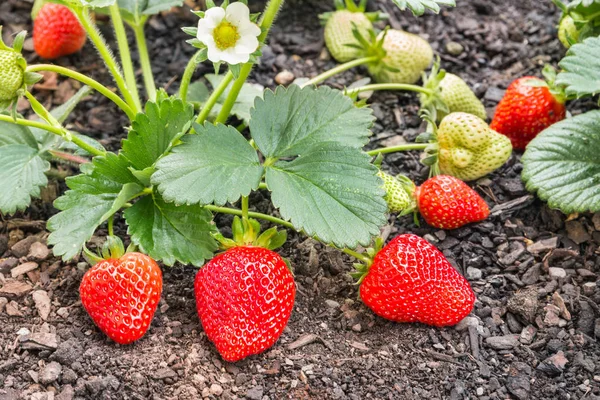 Organik bahçede büyüyen olgun gurme çilek portre