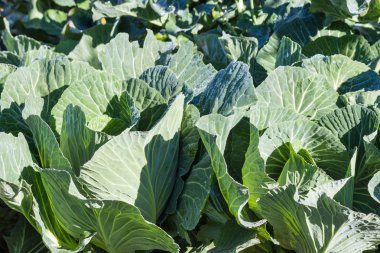 Beyaz lahana kafa organik bahçede büyüyen