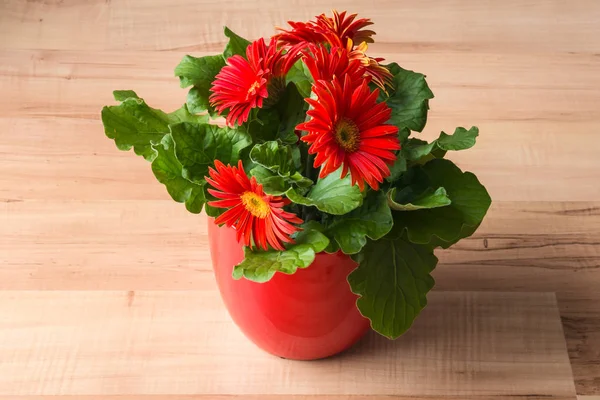 Kırmızı gerbera daisy bitki çiçek çiçek üzerinde ahşap laminat parke ile 