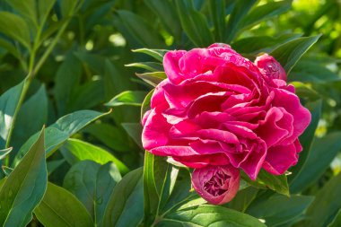 yağmur damlaları ve kopya alanı sol ile pembe şakayık çiçeği closeup