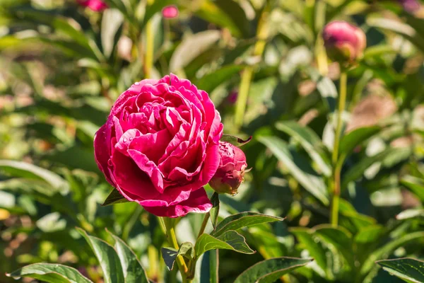 Primer Plano Brote Peonía Rosa Creciendo Jardín Con Espacio Copia — Foto de Stock
