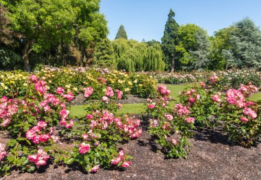 pembe gül şehirde Blenheim, Yeni Zelanda genel Park Yatak