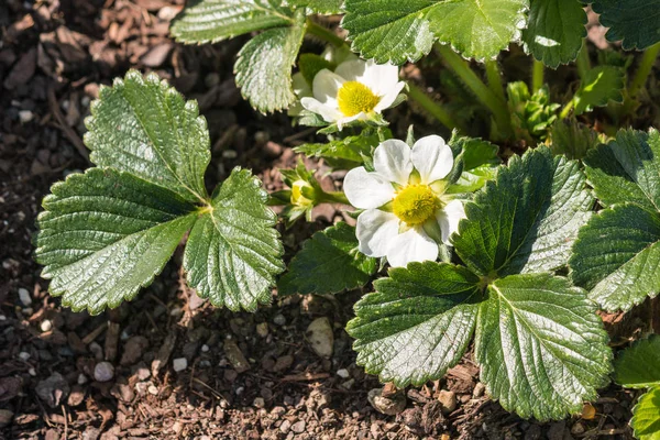 Close Van Tuin Aardbei Plant Met Bloemen Bloei Groeit Tuin — Stockfoto