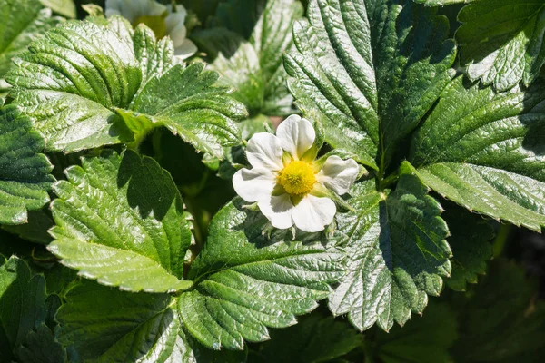 Close Van Tuin Aardbei Bloem Bloei Bladeren — Stockfoto