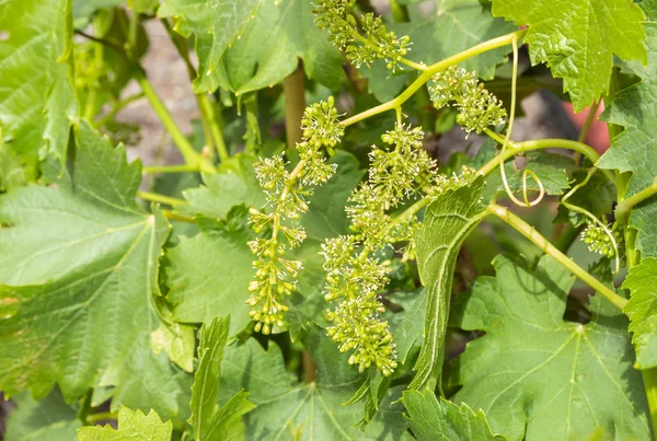 Vite Con Fiori Bacche Vite Vigneto Biologico — Foto Stock