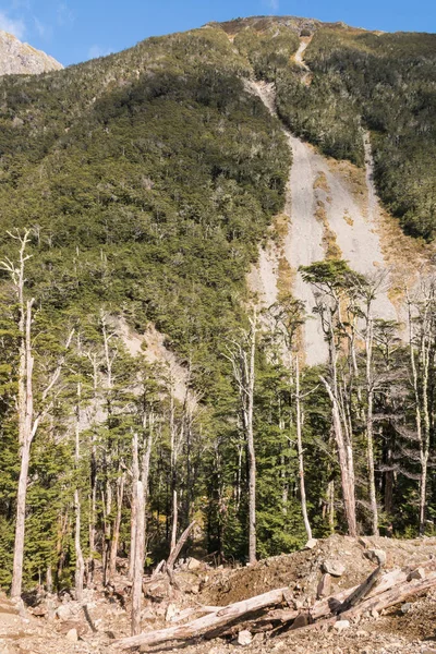 Souther beech forest in Southern Alps in New Zealand