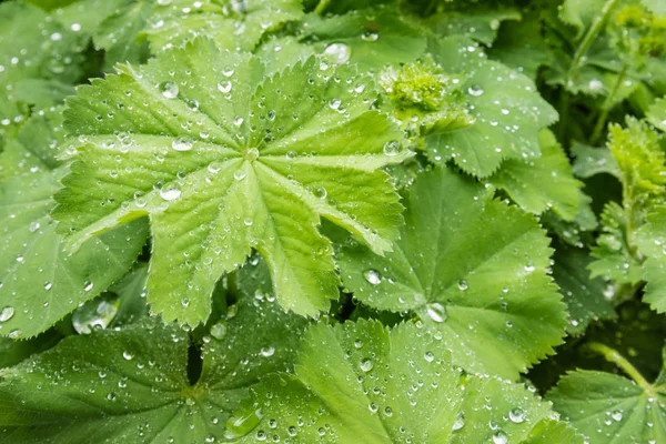 Closeup Společné Dámské Pláště Rostliny Listy Kapkami Deště Rostoucí Zahradě — Stock fotografie